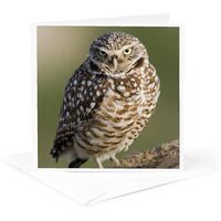 3dRose Greeting Card - Burrowing Owl - Owls