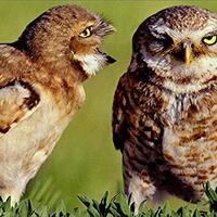 Avanti Owl Couple Communication Funny/Humorous Anniversary Card