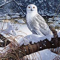 White Snowy Owl Panel Northcott Cotton Fabric DP23518-49