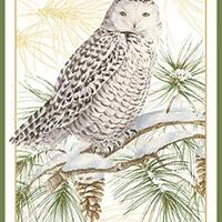 Caspari Snowy Owl Boxed Christmas Cards - 32 Cards & Envelopes