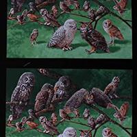 24" X 44" Panel Owls of North America Birds Animals Cotton Fabric Panel (D368.46)