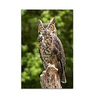 XDTIOPIMY Wild Animals Owl Poster Funny Wall Art Decor Poster Canvas Painting Pictures Great Horned 