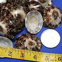 Salty Pelican Pack of 40 Owl Limpet Seashells Ultra-Shine, 1st Quality Brown Limpets, Medium SS-106