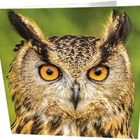 Maturi Owl Photographic Blank Birthday Greetings Card, 6" x 6" Square