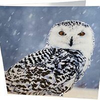 Maturi Owl Photographic Blank Birthday Greetings Card, 6" x 6" Square