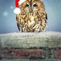 Northern Exposure Owl Wearing Santa Hat Box of 12 Christmas Cards