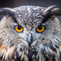 Flaco The Owl Puzzle, Eurasian Eagle-Owl Owl Puzzle, 1000 Piece Bird Puzzle for Adults, Wildlife Pho