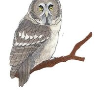 Beyond Vision Custom Birds [Great Grey Owl] Embroidered Iron on/Sew Patch [5.78 "w X 6.29 &quot