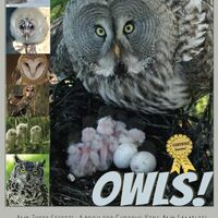 Owls! And Their Secrets: A Book for Curious Kids and Families (Bird Books for Kids)