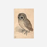 Textured Paper - Albrecht Durer - The Little Owl (1506) - Art Print, Poster, Painting, Photo, Wall D