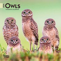 Owls | 2024 7 x 14 Inch Monthly Mini Wall Calendar | BrownTrout | Wildlife Animals Birds
