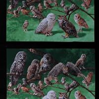 FlashPhoenix Quality Sewing Fabric – 24" X 44" Panel Owls Birds Nocturnal Animals Wi