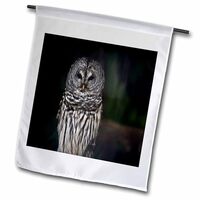 3dRose Dreamscapes by Leslie - Birds - Barred Owl in Michigan - Flags (fl-378041-2)