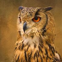 Feathered Finery Owl Close Up Fabric Panel - BBP-005, Panel Size is 16.5&rdquo; X 21&rdquo;, Quality