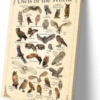 Matniger Owl Knowledge Poster - Educational Animal Picture Framed Wall Art - Bird Infographic Poster