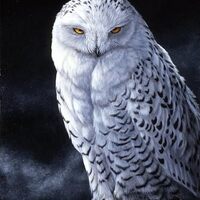 Large Snowy Owl Panel Cotton Fabric Size is 44 X 36 David Textiles 0050, White