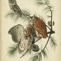 ART.COM Wall Art Print Audubon Screech Owl by John James Audubon, 12" x 18"