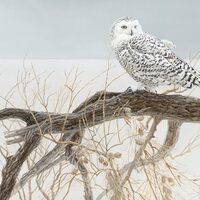 Cobble Hill 500 Piece Puzzle - Fallen Willow - Snowy Owl - Sample Poster Included