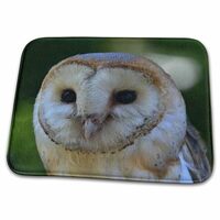 Bathroom Bath Rug Mat - Barn Owl A Close up Portrait Photograph of a barn owl Against a Green Backgr