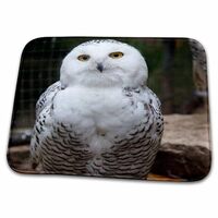 3dRose Bathroom Bath Rug Mat - Pretty White Snowy Owl- Birds- Animals PS Animals