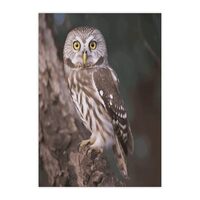 Artistic Removable Sticker, Wildlife Animal Owl Print Removable Decal Repositionable Adhesive Decal 