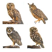 4 Pcs Photo Realistic Cute Owls - 12 Inch Full Color Vinyl Stickers, Waterproof for Indoor or Outdoo