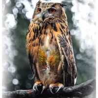 Call of The Wild Owl Fabric Panel, 30-1/4" x 43", Hoffman