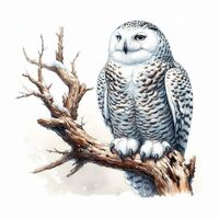 Owl Decal Sticker for Drink Tumblers, Adorable Funny Laptop Decals, Binders, Phones and so much more