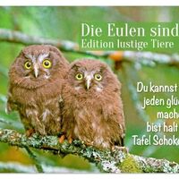 Die Eulen sind los: Edition Funny Animals (Wall Calendar 2026 DIN A2 Landscape), CALVENDO Monthly Ca