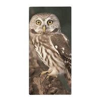 JTREHY Wildlife Animal Owl Towel Soft Lightweight Microfiber Towel Highly Absorbent Quick Drying Tow