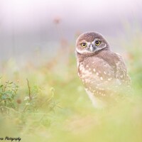 Bird Photography, Burrowing Owl, Owl Print, Florida Photography, Nature Print, Wall Decor, Wildlife 