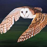 Barn Owl in Flight ORIGINAL Painting REDUCED to Sell