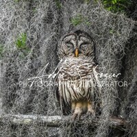Barred Owl Photography Print | Sleeping | Moss Trees | All Tucked In