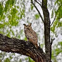 Great Horned Owl South Texas Bird Wildlife Photography Print
