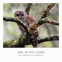 Owl in the Lichen - Barred Owl in an Oak Tree - Woodland Creature Photo