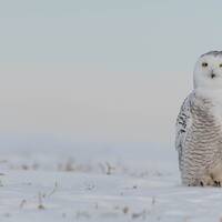 Snowy Owl in Canada Photo