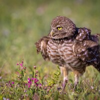 Burrowing Owl Photograph Print Photo Fine Art Wall Print Portrait Gift Florida Lustre Nature Wildlif