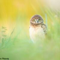Bird Photography, Burrowing Owl, Owlet Print, Florida Photography, Nature Photo, Wall Art, Wildlife 