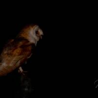 Barn Owl Print 10x8 Glossy