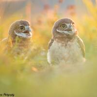 Burrowing Owl Photo, Bird Photography, Florida Photo, Nature Print, Wall Art, Wildlife Photo, Florid