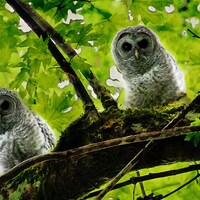 Owl Art Print, Barred Owl Print, Baby Owls, Owlets, Wild Owl Wall Art, Wildlife Art, Owl Wall Decor,
