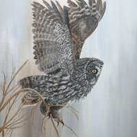 Great Gray Owl Print, Taking Flight - North American Wildlife Art
