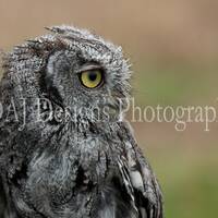 Grey Owl photo print | woodland wild bird picture