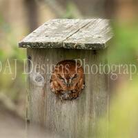 Red Morph Northern Screech Owl photo | bird of prey wildlife photo | owl home wall decor | owl art g