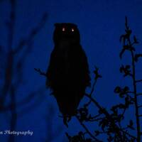 Spooky Owl, Night time, Calgary Alberta Canada