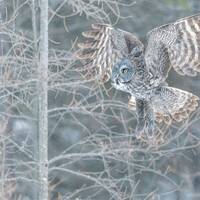 Great Grey Owl, High Res Image of Great Grey Owl, Great Grey Owl Print, Owl
