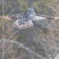 Great Grey Owl, High Res Image of Great Grey Owl, Great Grey Owl Print, Owl