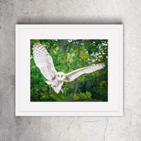 Barn Owl Flight Photographic Print