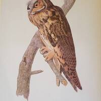 Long-eared OWL Number 383 DICKCISSEL Number 384  Vintage 1940 Original John James Audubon Bird Bookp