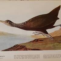 LIMPKIN Number 377 HAWK OWL Number 378 Vintage 1940 Original John James Audubon Bird Bookplate Print